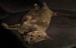 British Shorthair cats for sale: Kid & Baby Kid need a home, British shorthairs  - Image 5