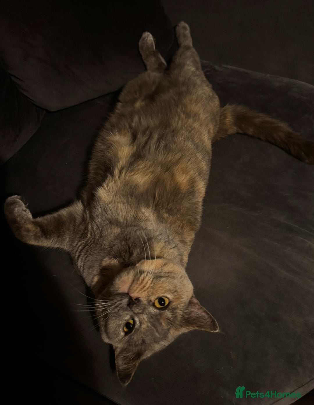 British Shorthair cats for sale: Kid & Baby Kid need a home, British shorthairs  - Image 5