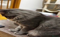 Maine Coon cats for sale: Beautiful XXL Maine Coon Boy 3 Months Old  - Advert 6