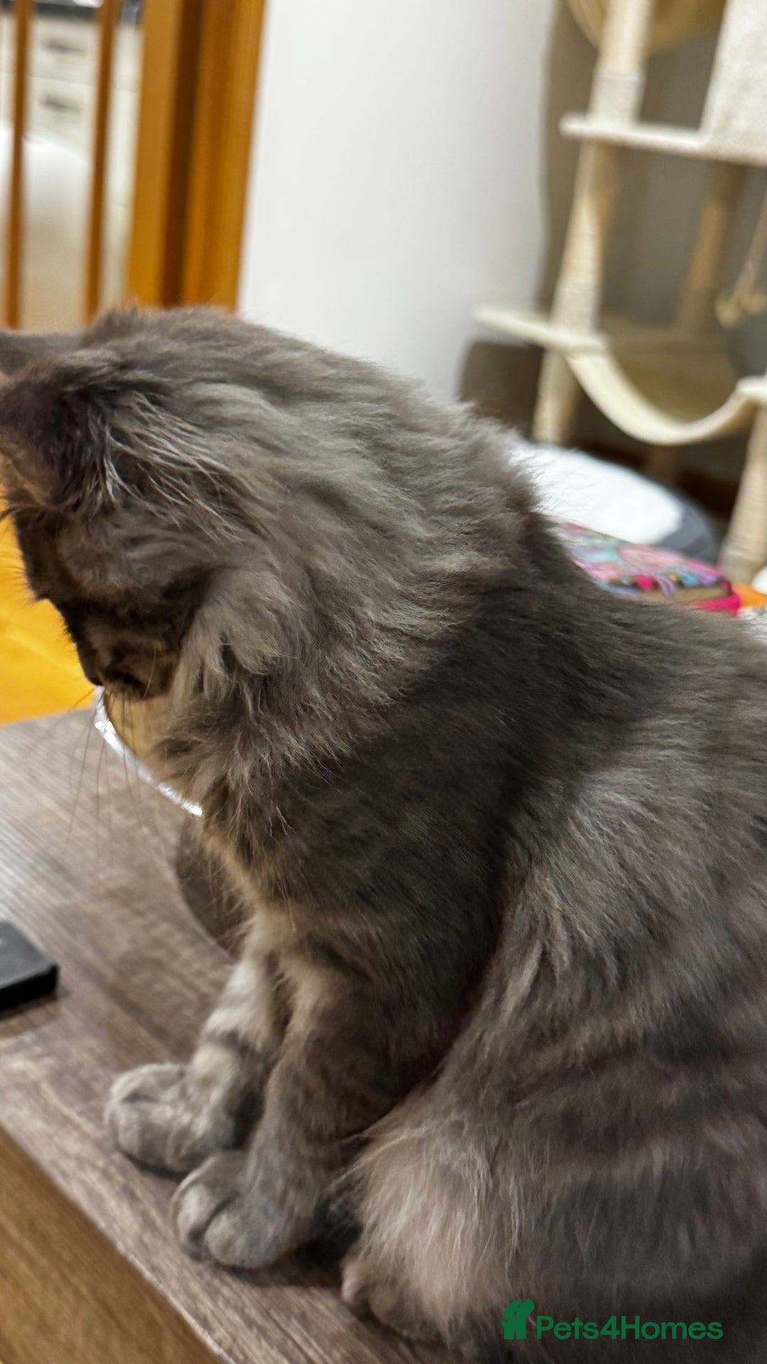 Maine Coon cats for sale: Beautiful XXL Maine Coon Boy 3 Months Old  - Advert 6