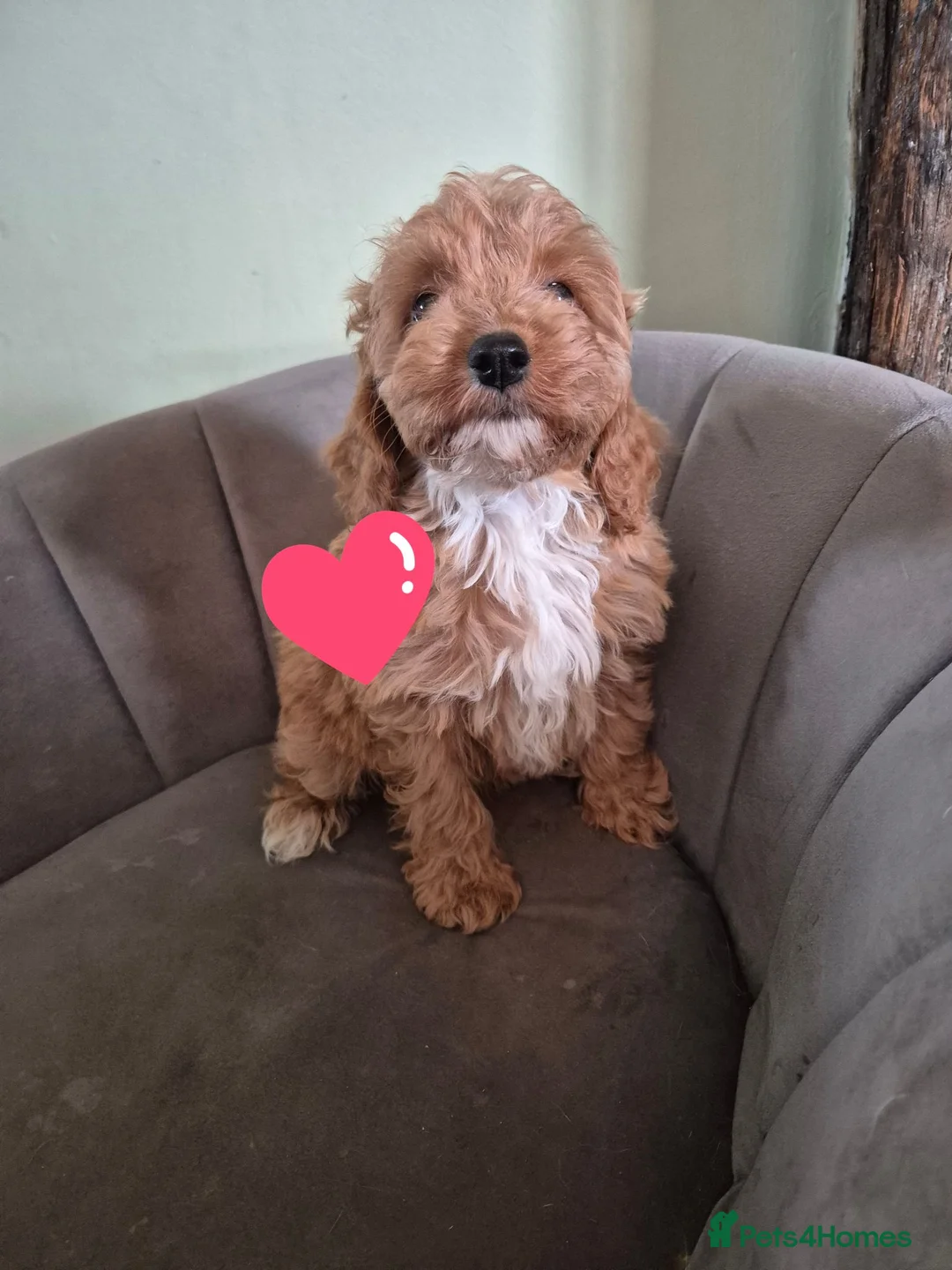 Cockapoo dogs for sale: Stunning cockapoos - Advert 2