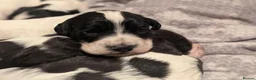 Cocker Spaniel dogs for sale: Stunning working cocker spaniels  - Advert 15