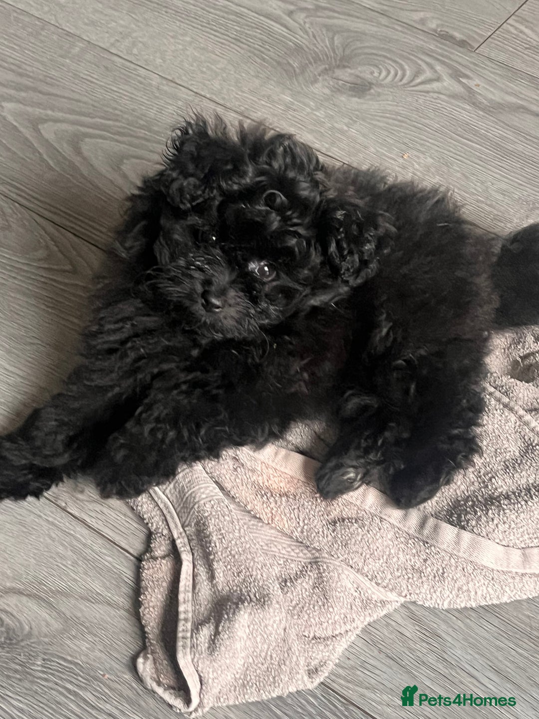 Pomapoo dogs for sale: Pomapoo puppy  - Image 1