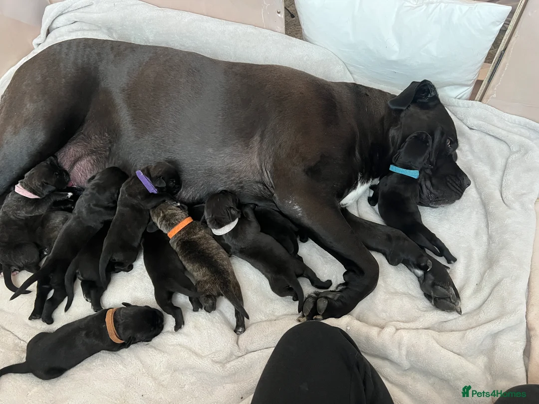 Cane Corso dogs for sale: Yuki x Aries Russian champ bloodline Puppies - Advert 4