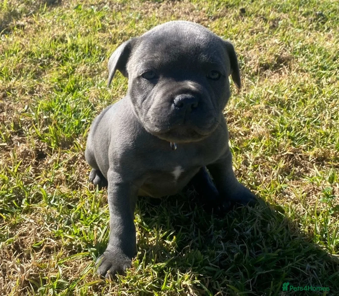 Staffordshire Bull Terrier dogs for sale: Affordable blueish Staffys for good homes in Harlow - Advert 2