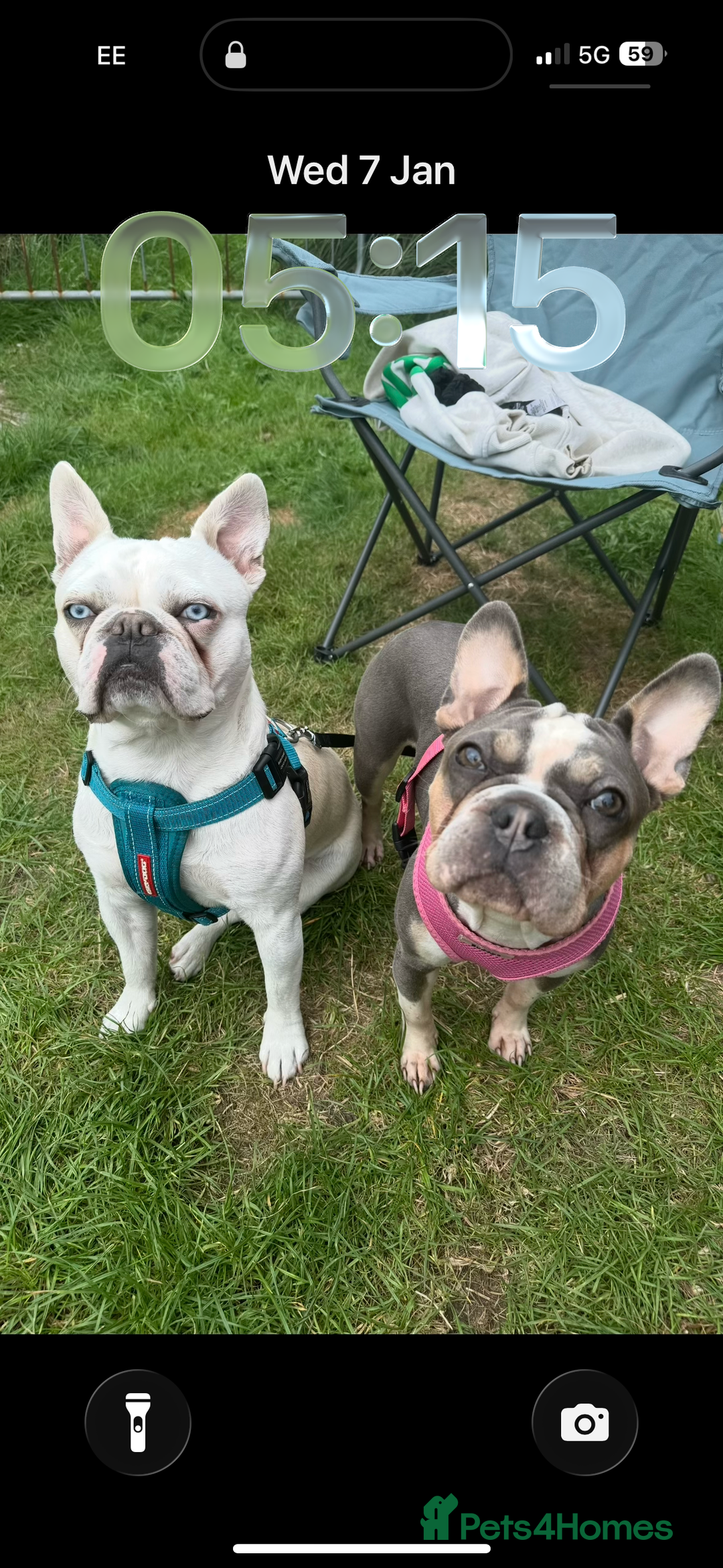 French Bulldog dogs for sale: Beautiful blue eyed girl puppy 💕 6 weeks  - Advert 4
