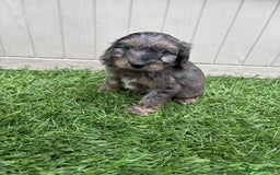 Cockapoo dogs for sale: Gorgeous cockapoo puppies - Image 5