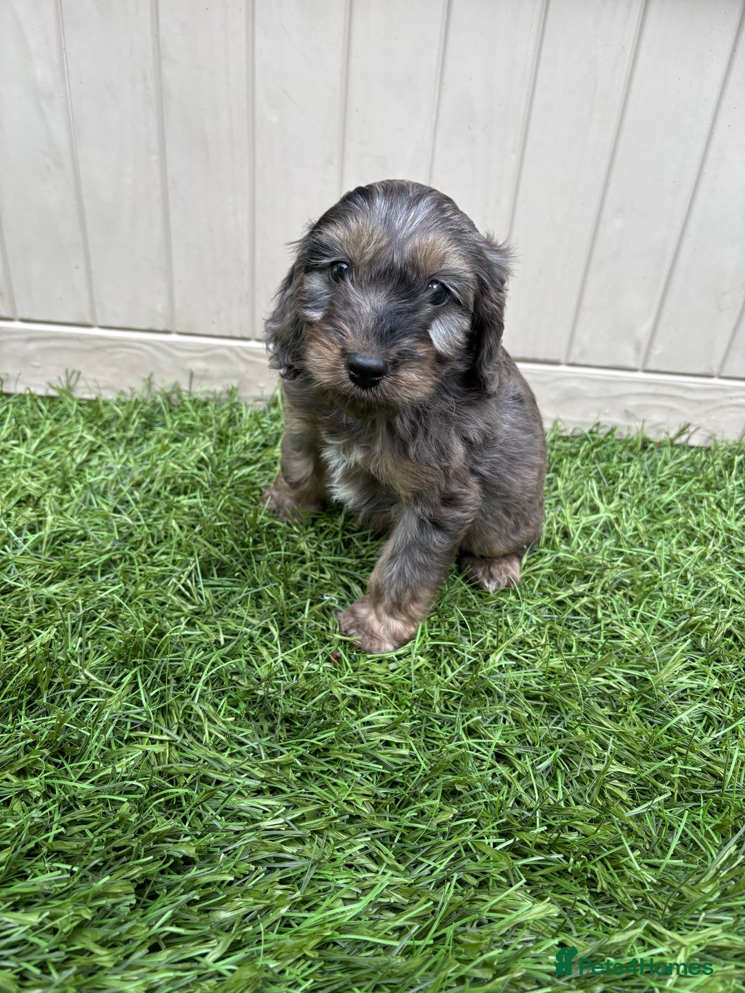 Cockapoo dogs for sale: Gorgeous cockapoo puppies - Image 5