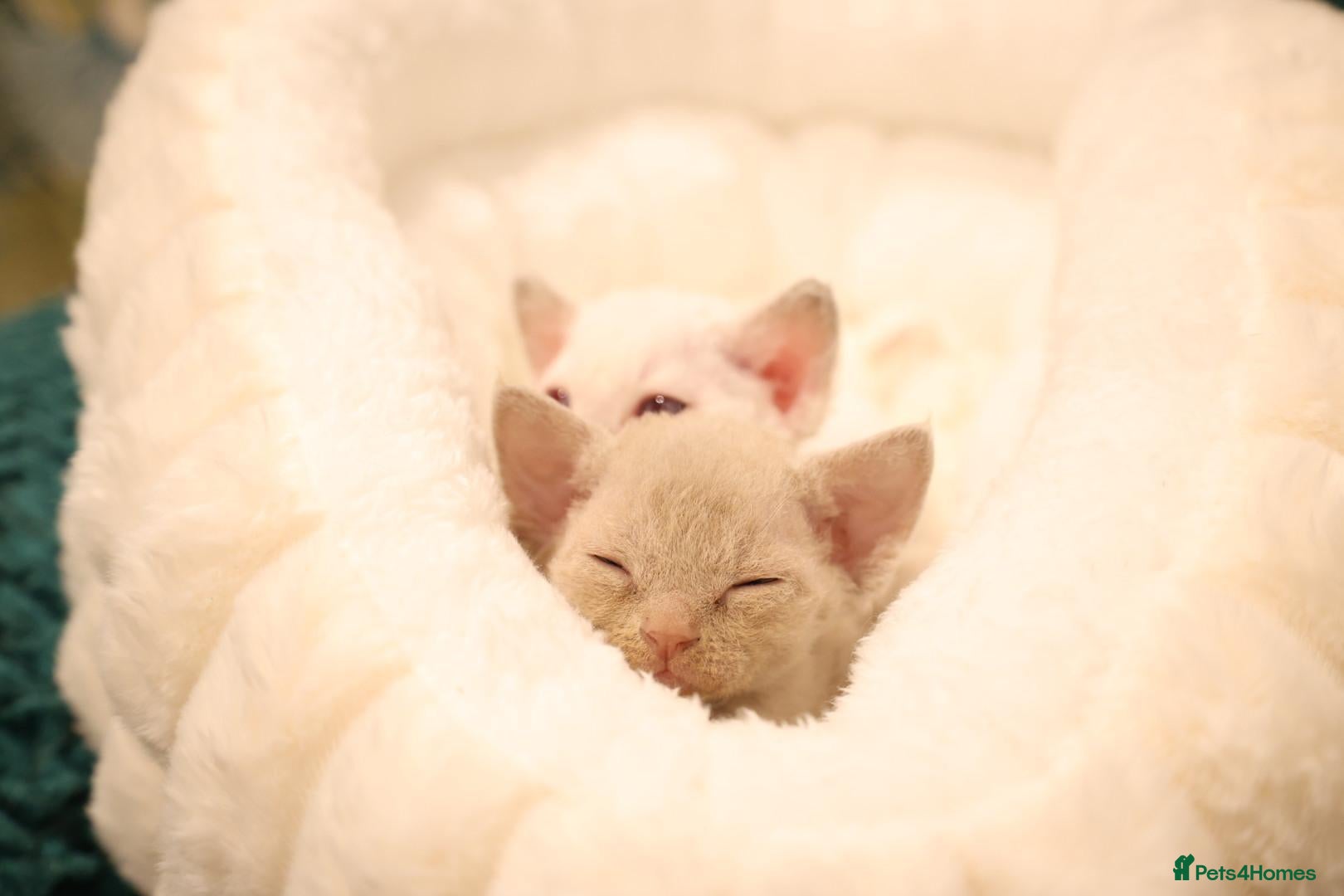 Devon Rex cats Devon rex kittens FIFE registered/spayed - Advert 1