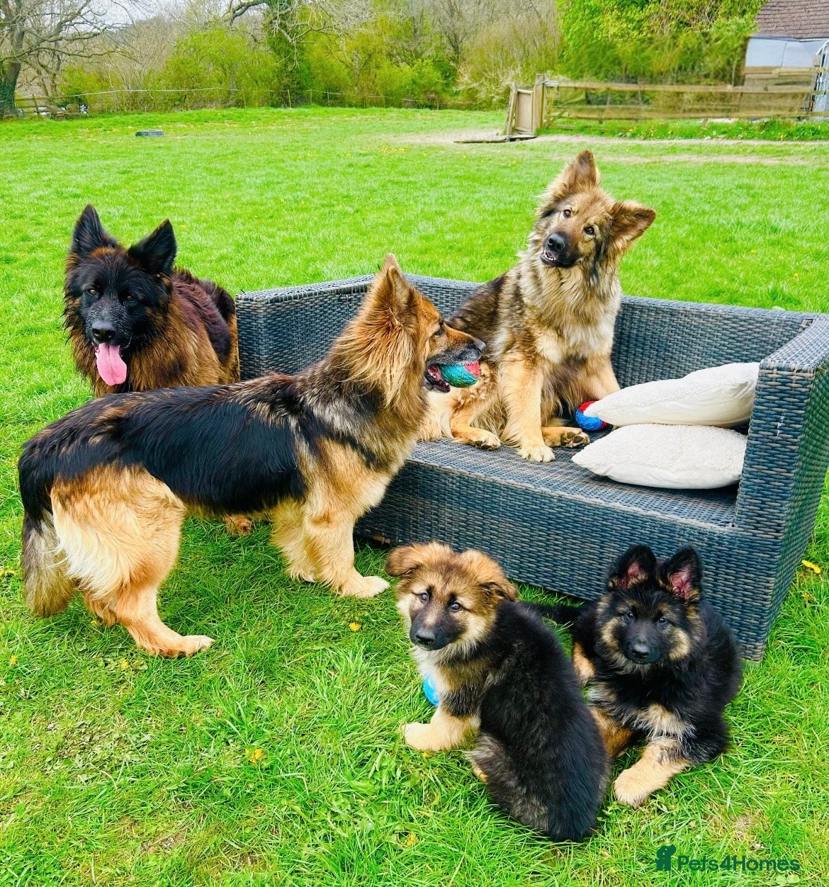 German Shepherd dogs Perfect Chunky GSD Pups - Advert 1
