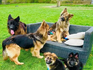 German Shepherd dogs Perfect Chunky GSD Pups - Advert 2