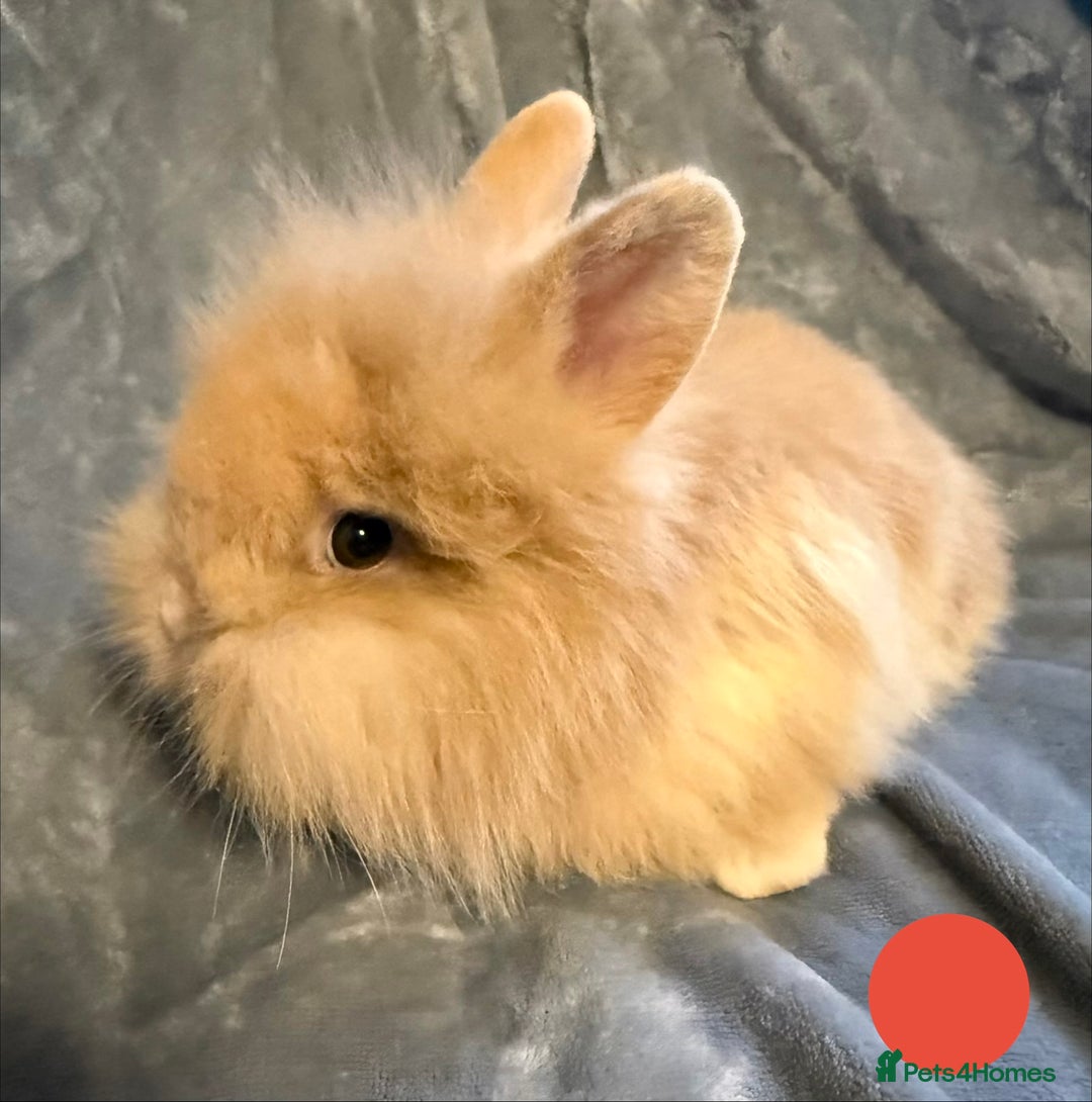 Lionhead rabbits for sale: 🐰 3 Baby Lionhead Rabbits for Sale 🐰 - Advert 8