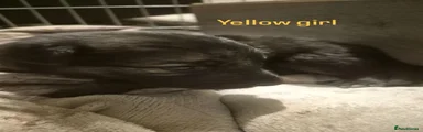 Yellow girl