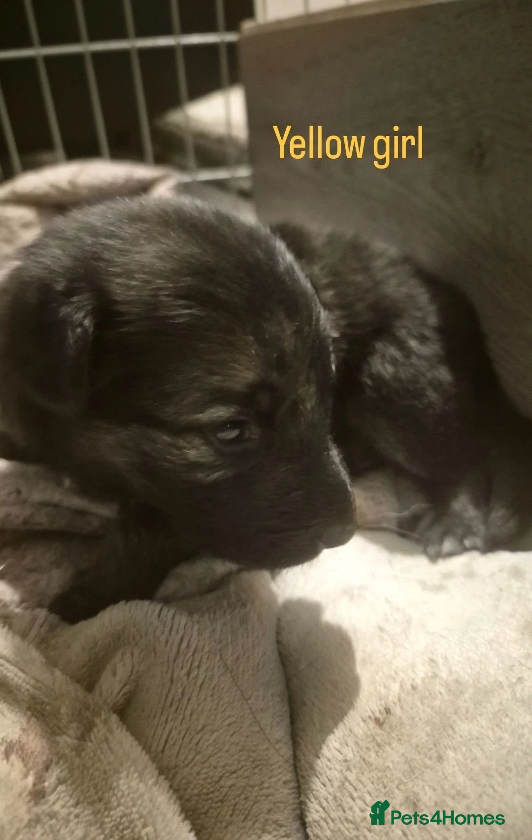 German Shepherd dogs for sale: Beautiful German Shepherd Puppies 🐾  - Advert 12
