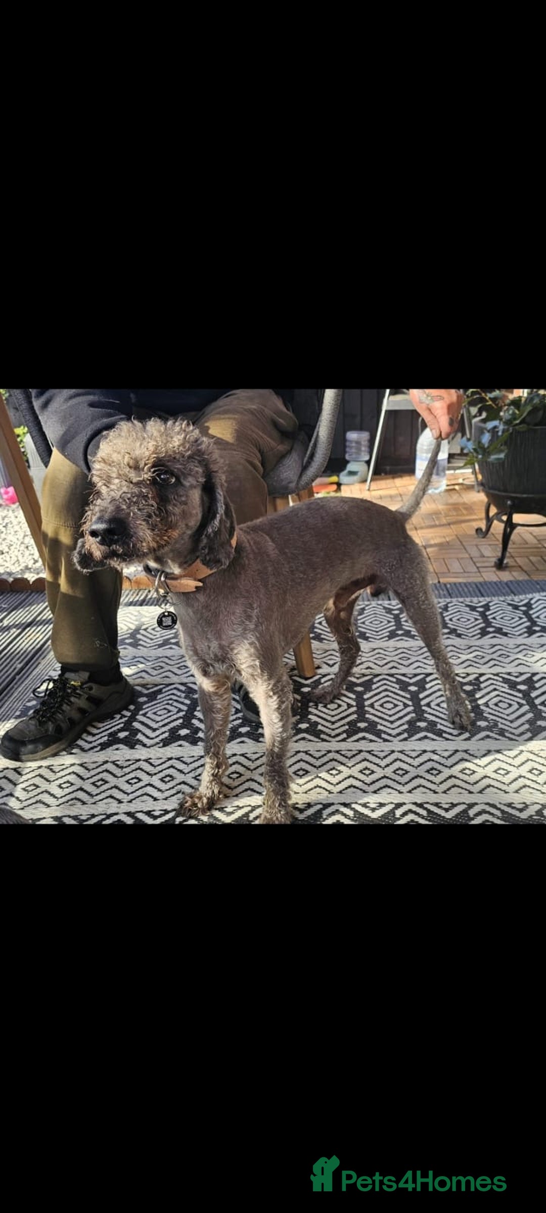 Bedlington Terrier dogs for sale: Bedlington whippet  - Advert 32