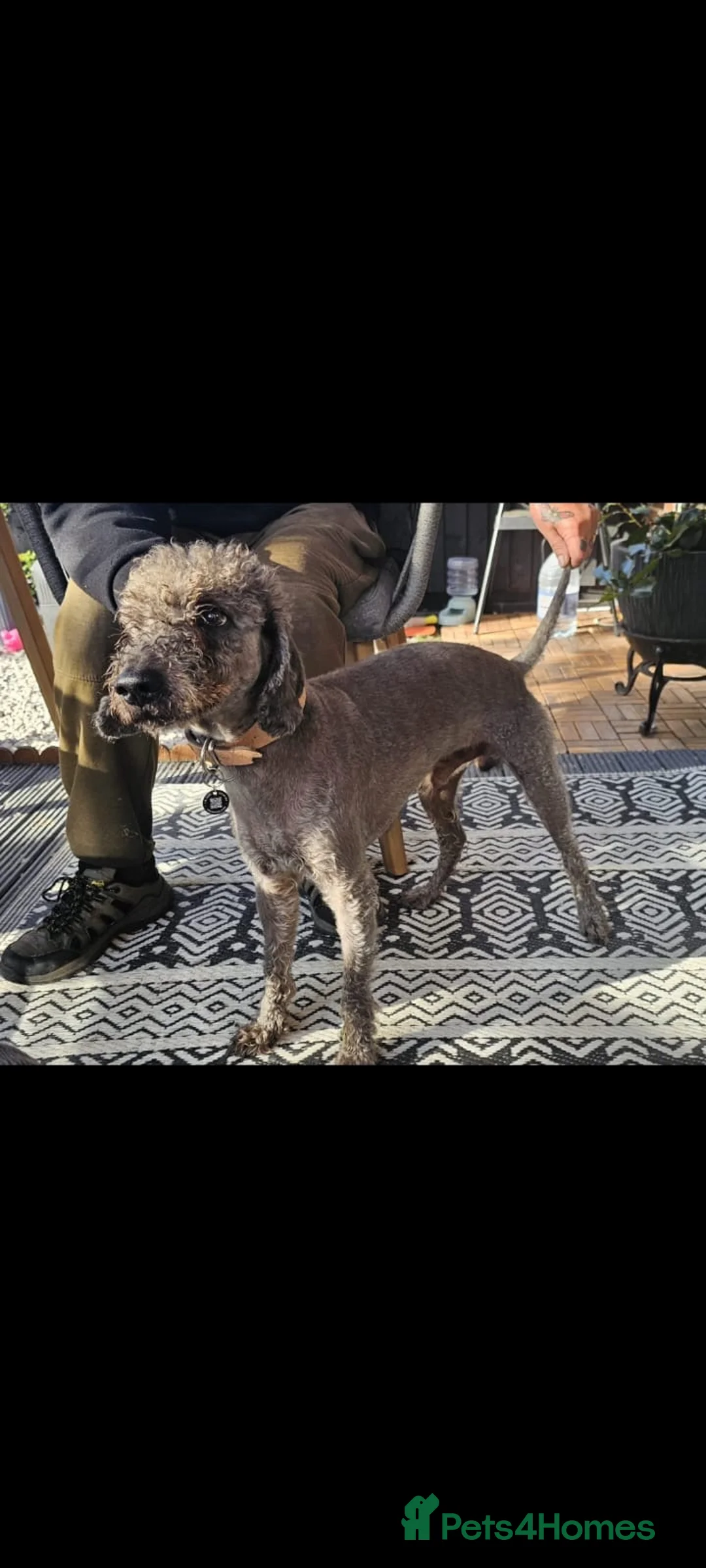 Bedlington Terrier dogs for sale: Bedlington whippet  - Advert 32