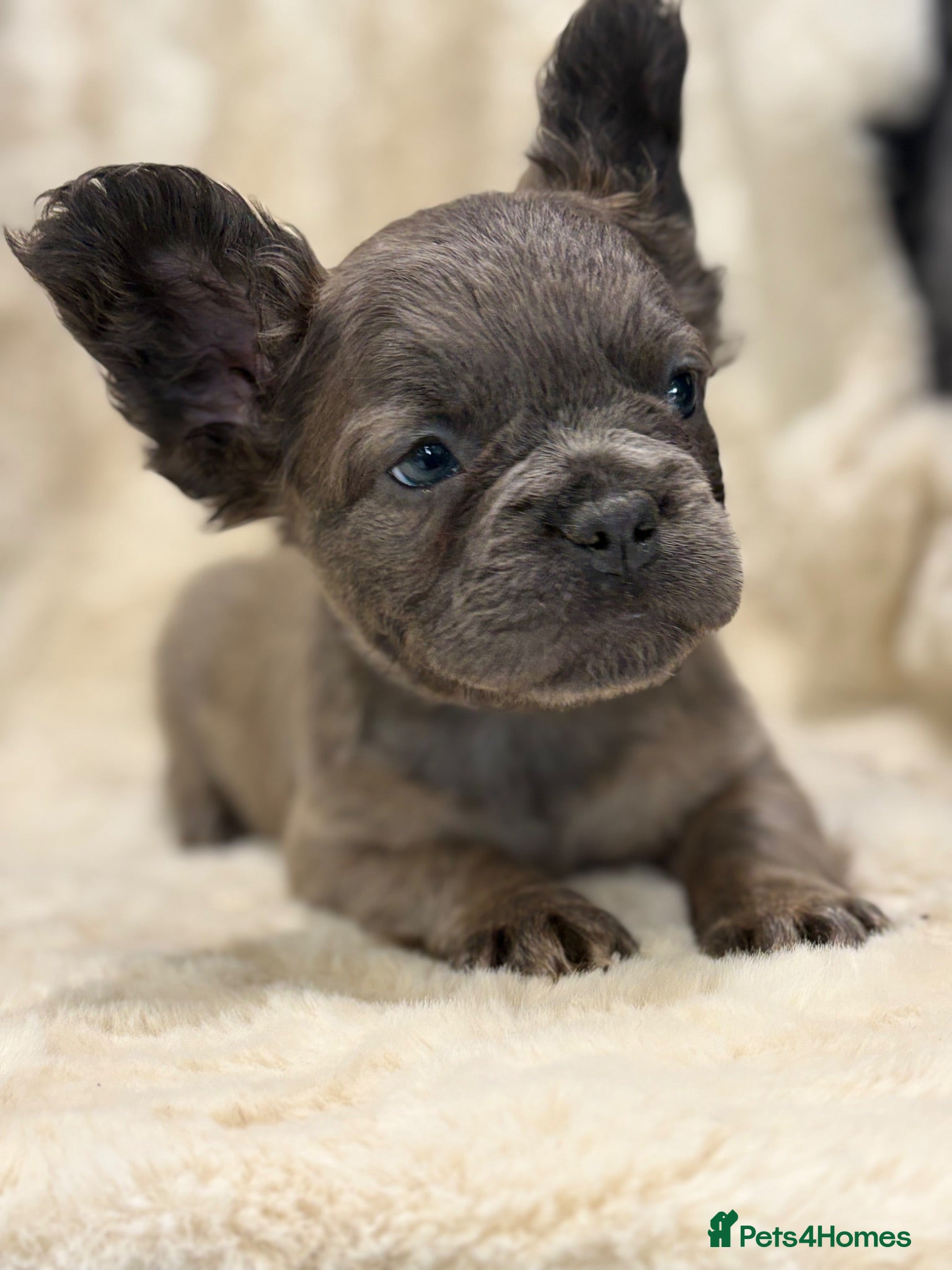 French Bulldog dogs Top quality fluffy French bulldog puppies  - Advert 1