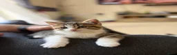 Mixed Breed cats for sale: 3 male kittens for sale  in Evesham - Advert 11