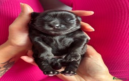 Shih Tzu dogs for sale: Bear 🐻  - Image 11