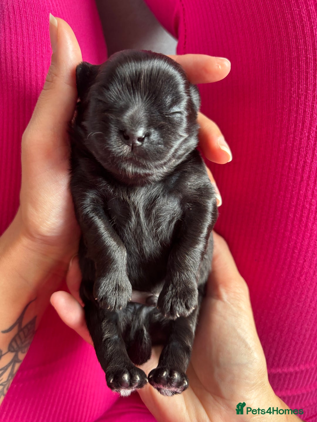 Shih Tzu dogs for sale: Bear 🐻  - Image 11