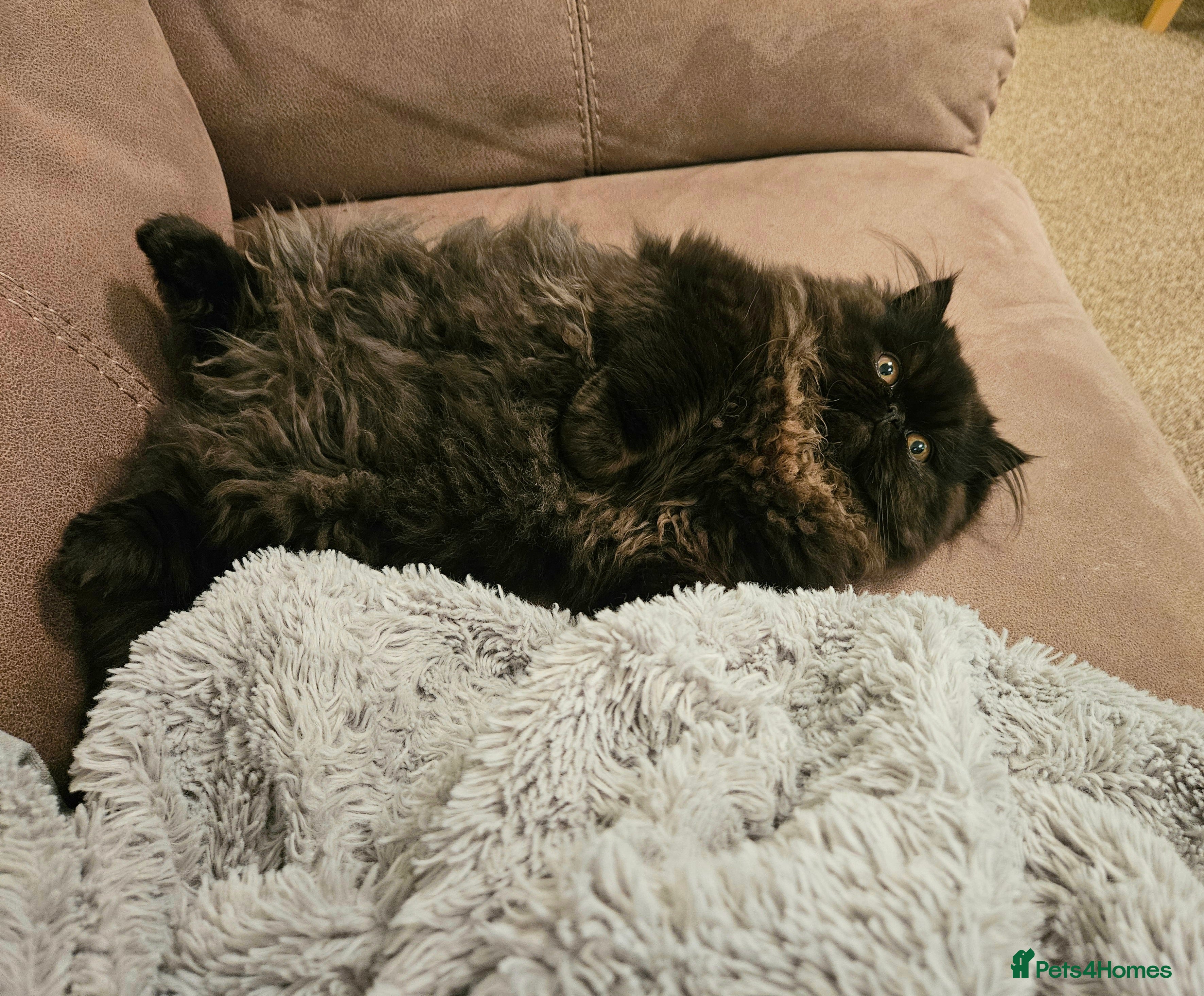 Persian cats Stunning Persian girl  - Advert 1