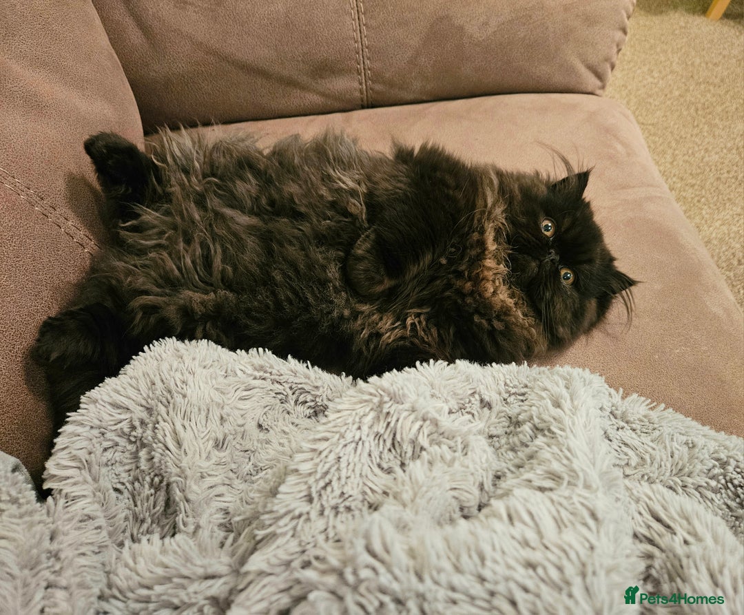 Persian cats for sale: Stunning Persian girl  - Advert 1