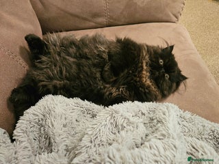 Persian cats Stunning Persian girl - Advert 1