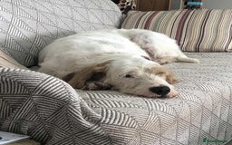 Mixed Breed dogs for adoption: Rufus - lovely Grand Griffon Vendeen for adoption - Image 8