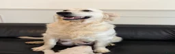 Golden Retriever dogs for sale: Stunning Goldens-Parents are School Wellbeing dogs - Advert 4
