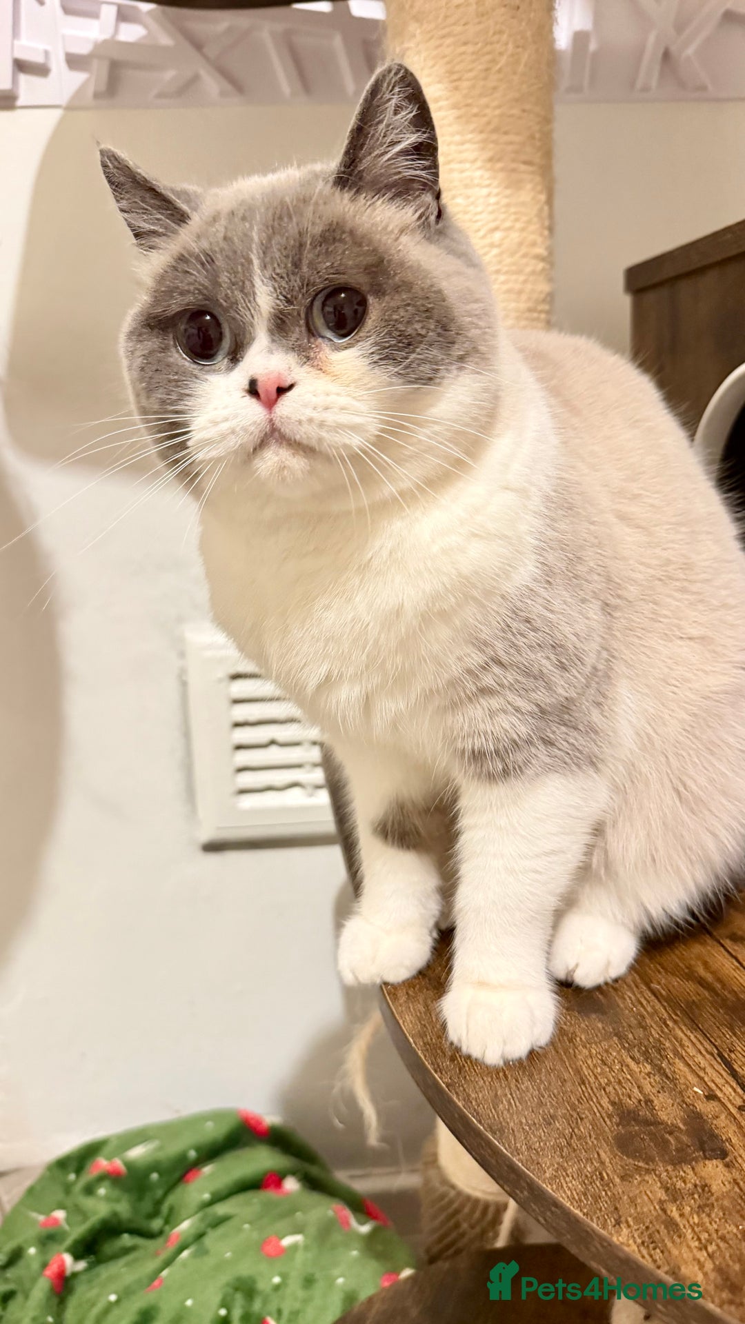 Mixed Breed cats for sale: british shorthair Cross  - Advert 4
