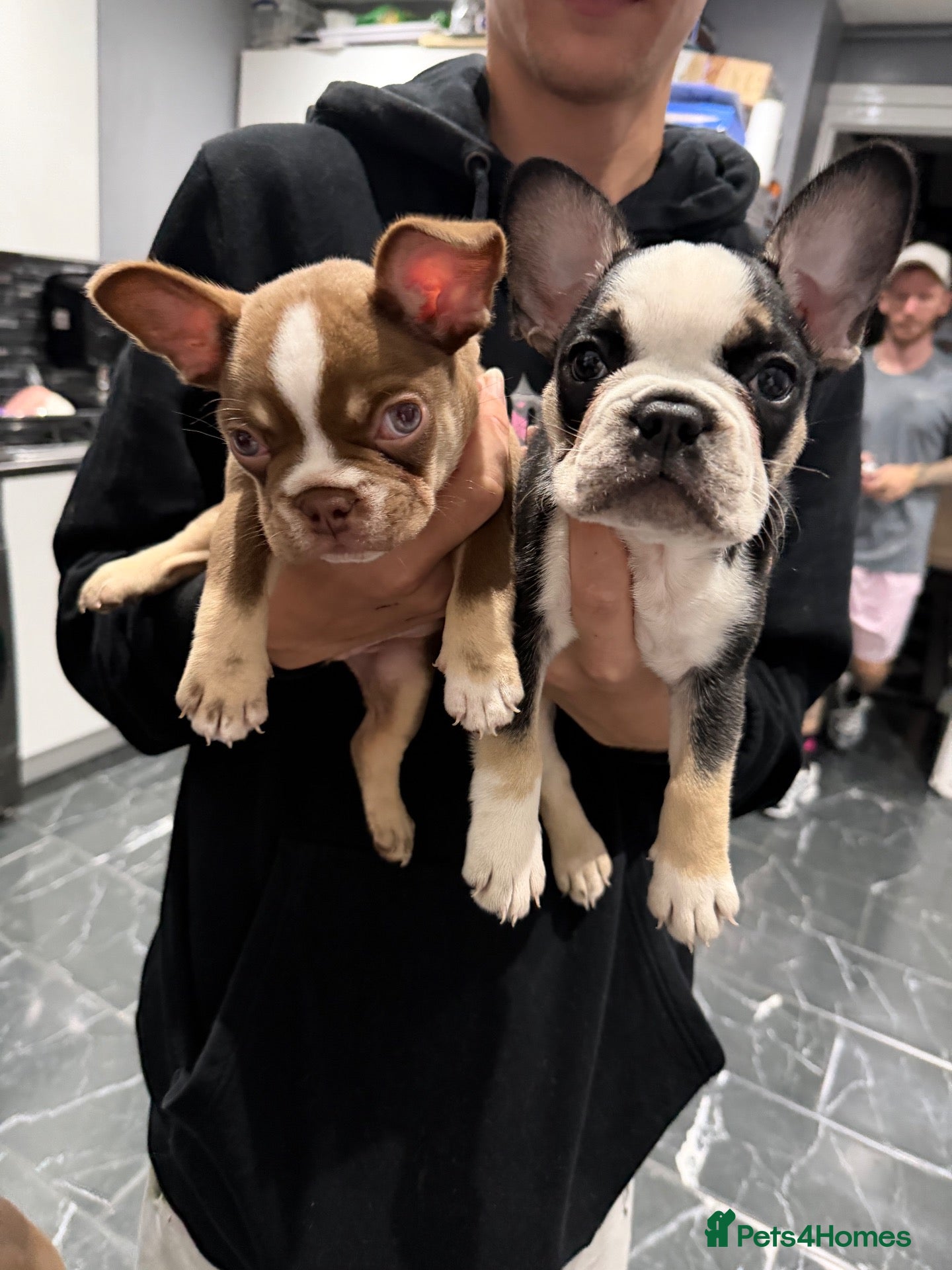 French Bulldog dogs French bulldog  - Advert 1