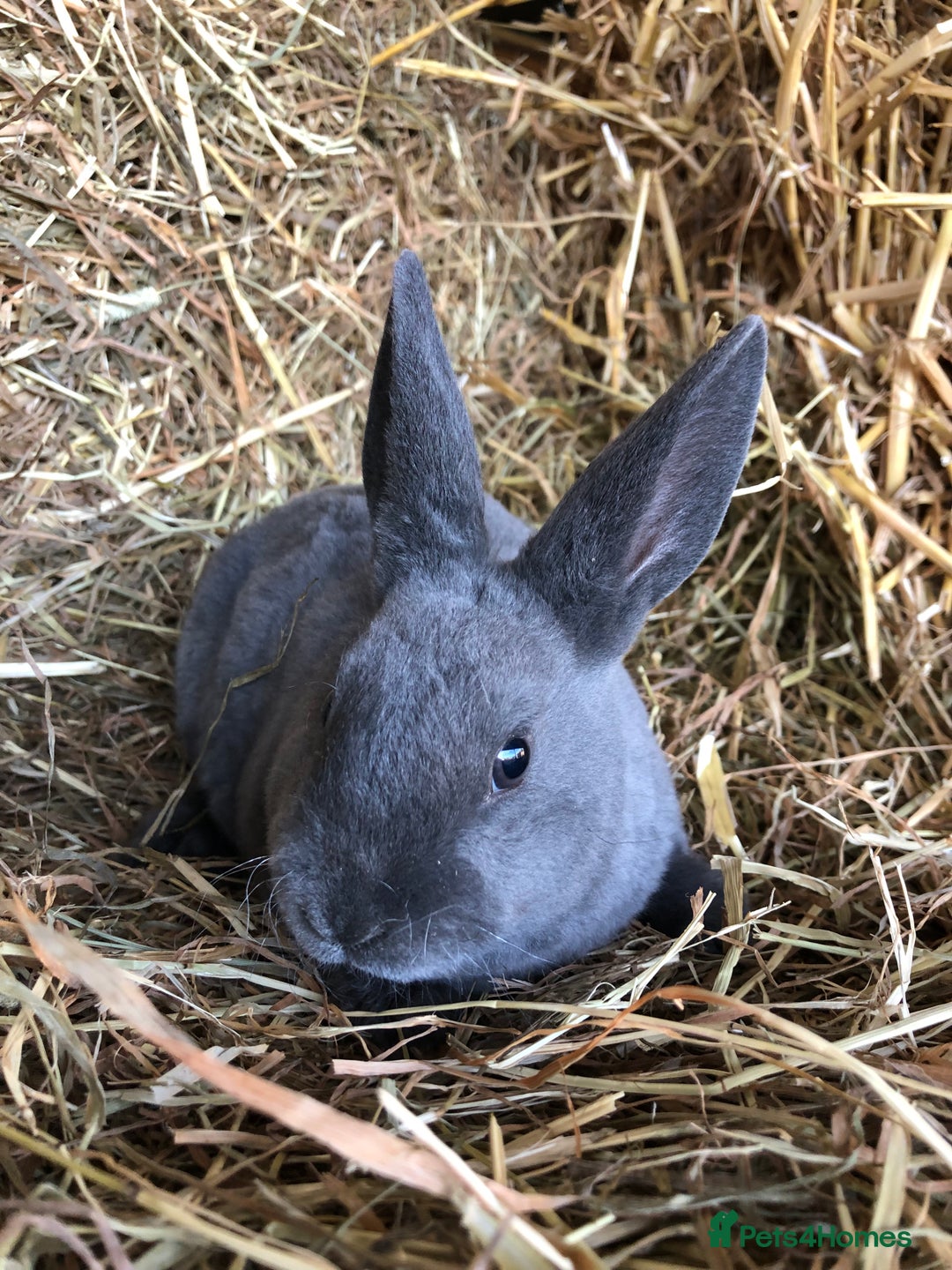 Rex rabbits for sale: Beautiful Pure Breed Velvet Mini Rex babies 🐰  - Advert 27