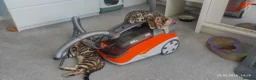 Bengal cats for sale: Stunning Bengal kittens for sale in Rugby - Advert 19