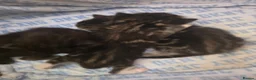 Mixed Breed cats for sale: Mix breed kittens - Advert 17