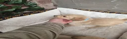Goldador dogs for sale: Gorgeous F1 Goldador puppies from excellent lines in Kidderminster - Advert 14