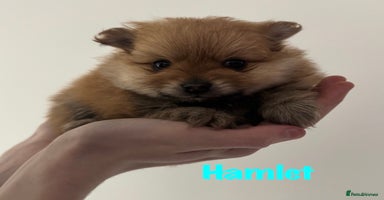 Pomeranian dogs - Advert 4