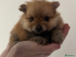 Pomeranian dogs - Advert 2