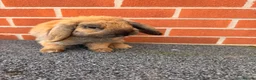 Mini Lop rabbits for sale: Mini lop boy looking for his forever home Adoption in Stafford - Advert 2
