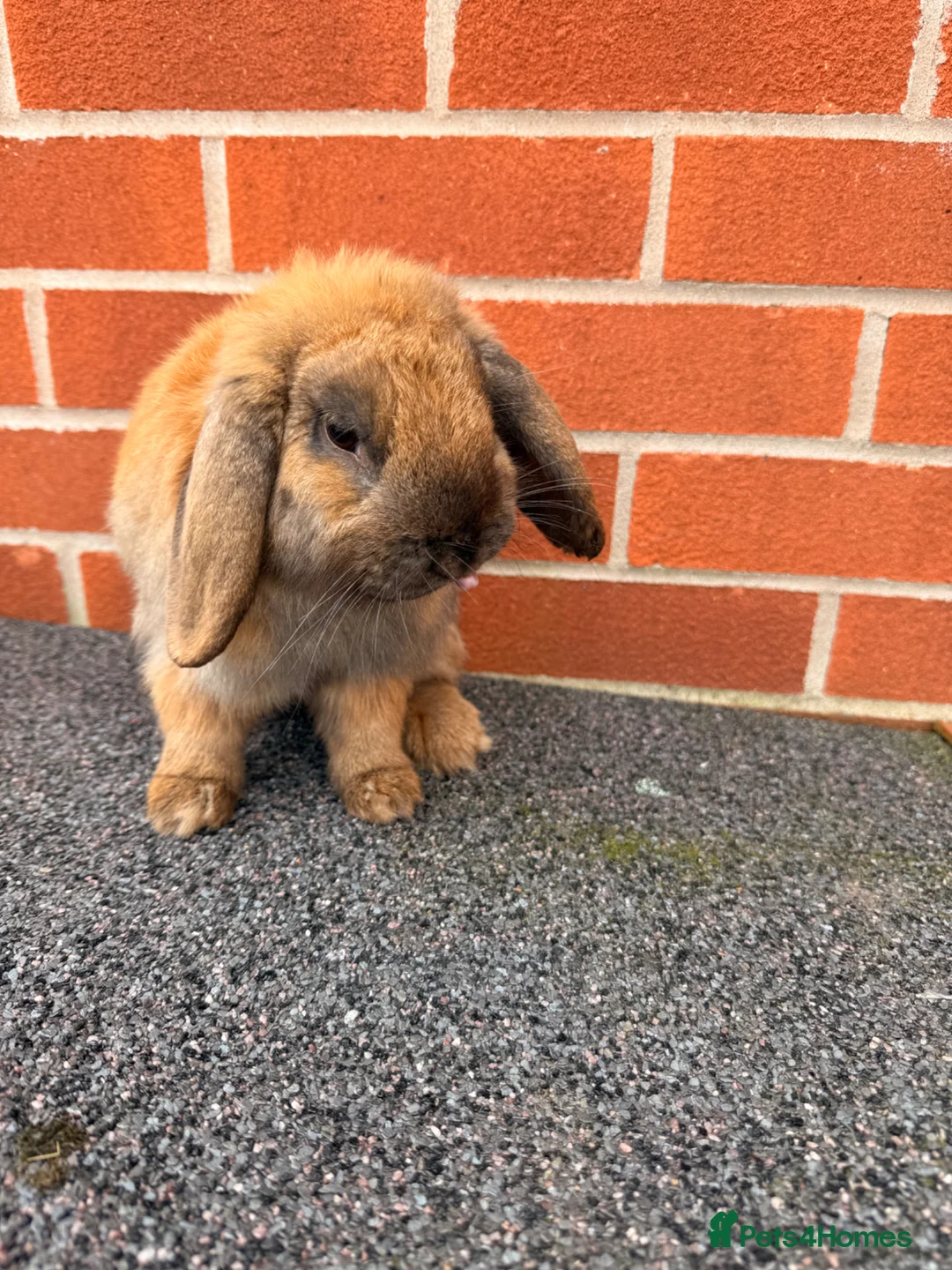Mini Lop rabbits for sale: Mini lop boy looking for his forever home Adoption in Stafford - Advert 2