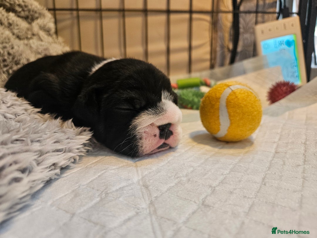 English Bulldog dogs for sale: Outstanding KC English Bulldogs, Top Quality Pups - Image 16