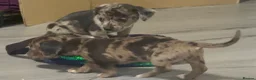 Jackshund dogs for sale: Beautiful jackweenies for sale  - Advert 4