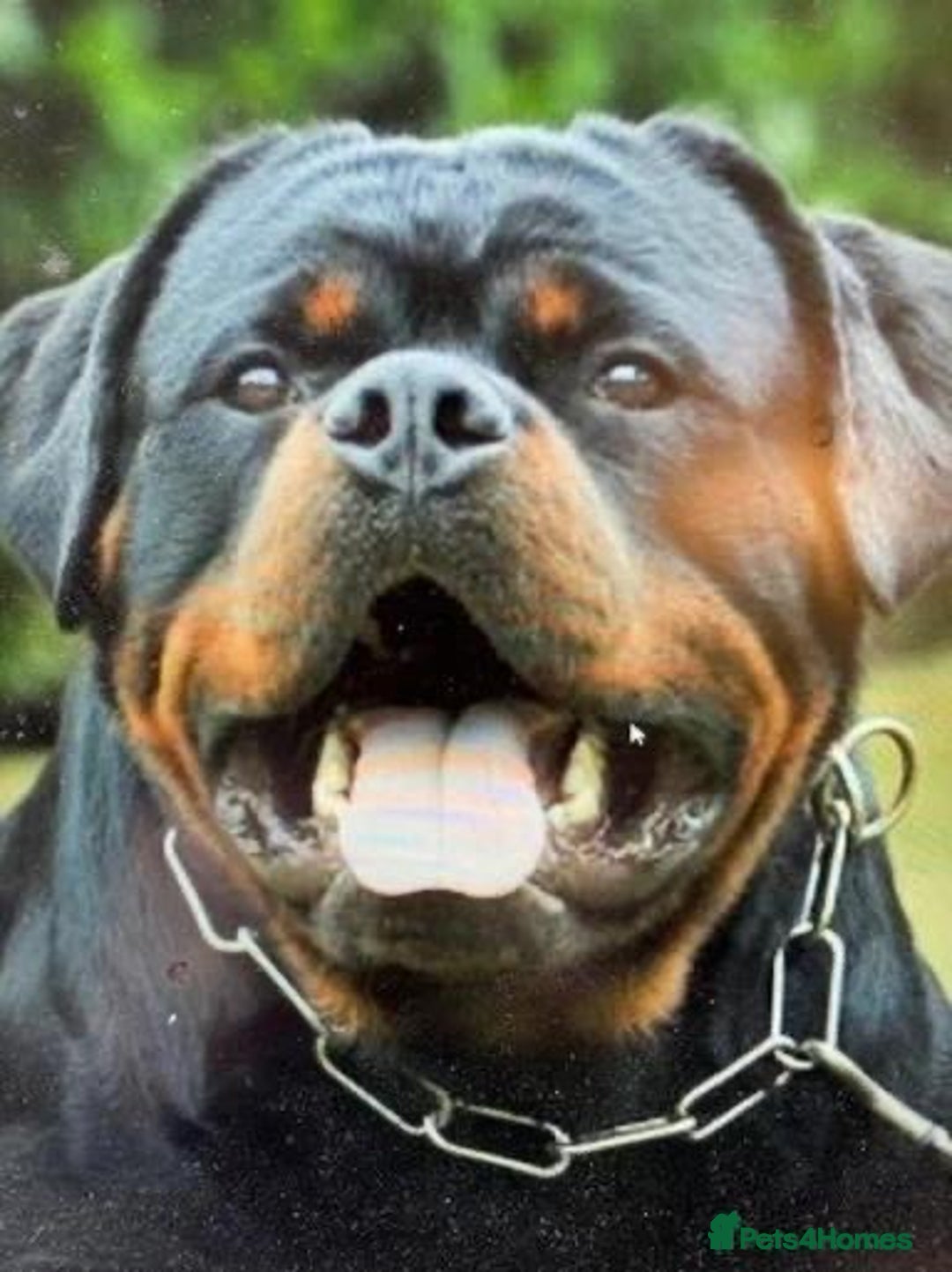 Rottweiler dogs for sale: Top Quality KC Reg Rottweiler Puppies for sale - Advert 22