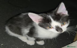 Mixed Breed cats for sale: Kittens for sale - Image 22