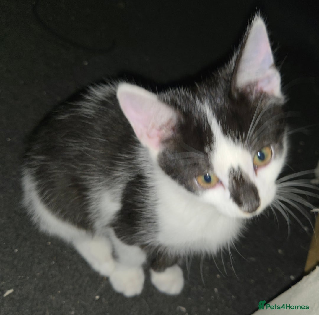 Mixed Breed cats for sale: Kittens for sale - Image 22