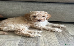 Cockapoo dogs for sale: 4 girls and 1 boy beautiful cockapoo - Image 13