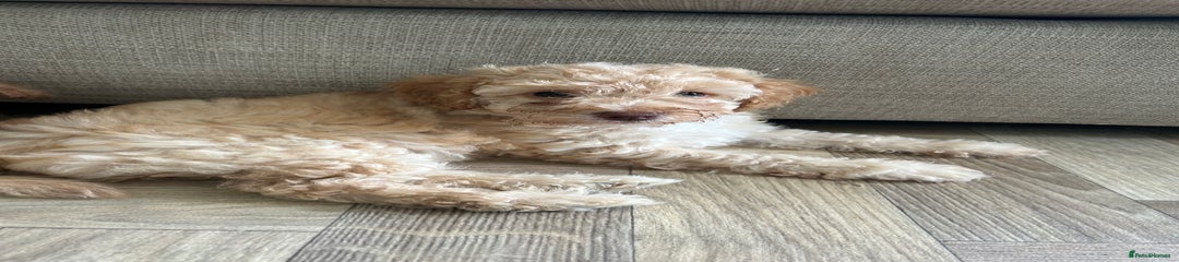 Cockapoo Puppy 4