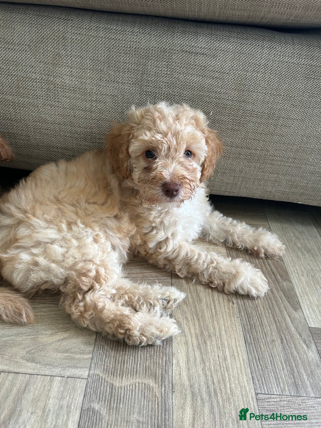 Cockapoo dogs for sale: 4 girls and 1 boy beautiful cockapoo - Image 13