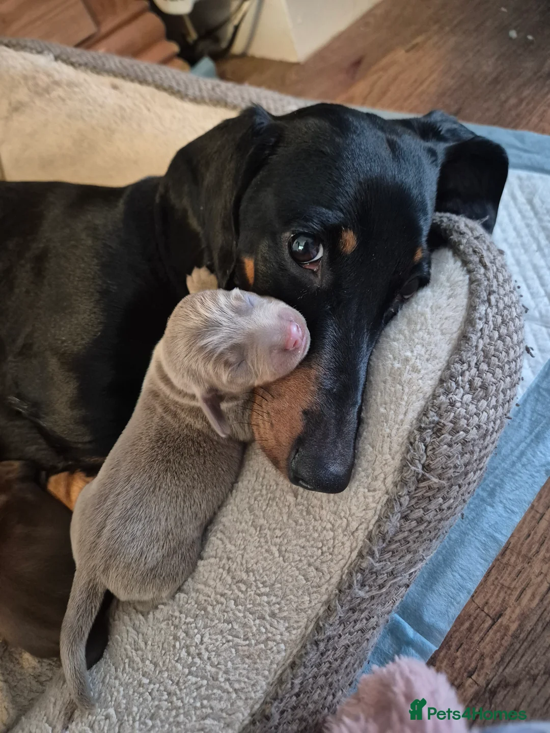 Miniature Dachshund dogs for sale: Beautiful dachshund pups - Advert 1