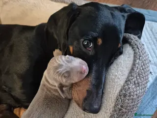 Miniature Dachshund dogs Beautiful dachshund pups - Advert 16