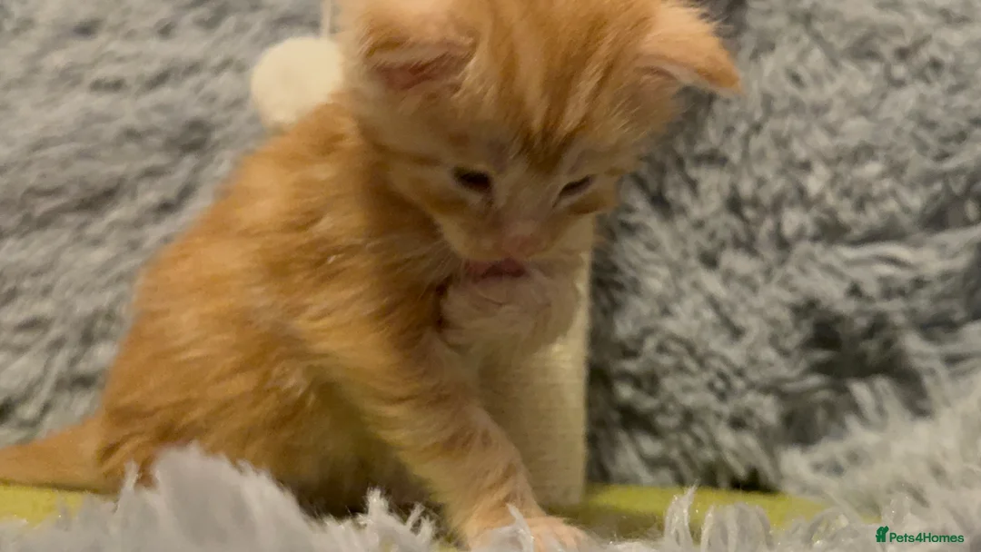 Maine Coon cats for sale: Maine coon kittens reds stunning pedigree’s  - Advert 30